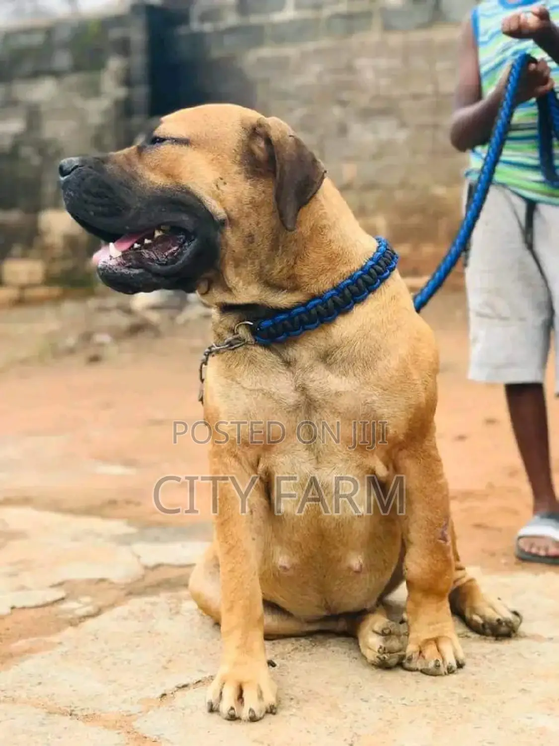 1-3 months Female Purebred Boerboel