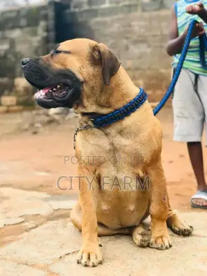 1-3 months Female Purebred Boerboel