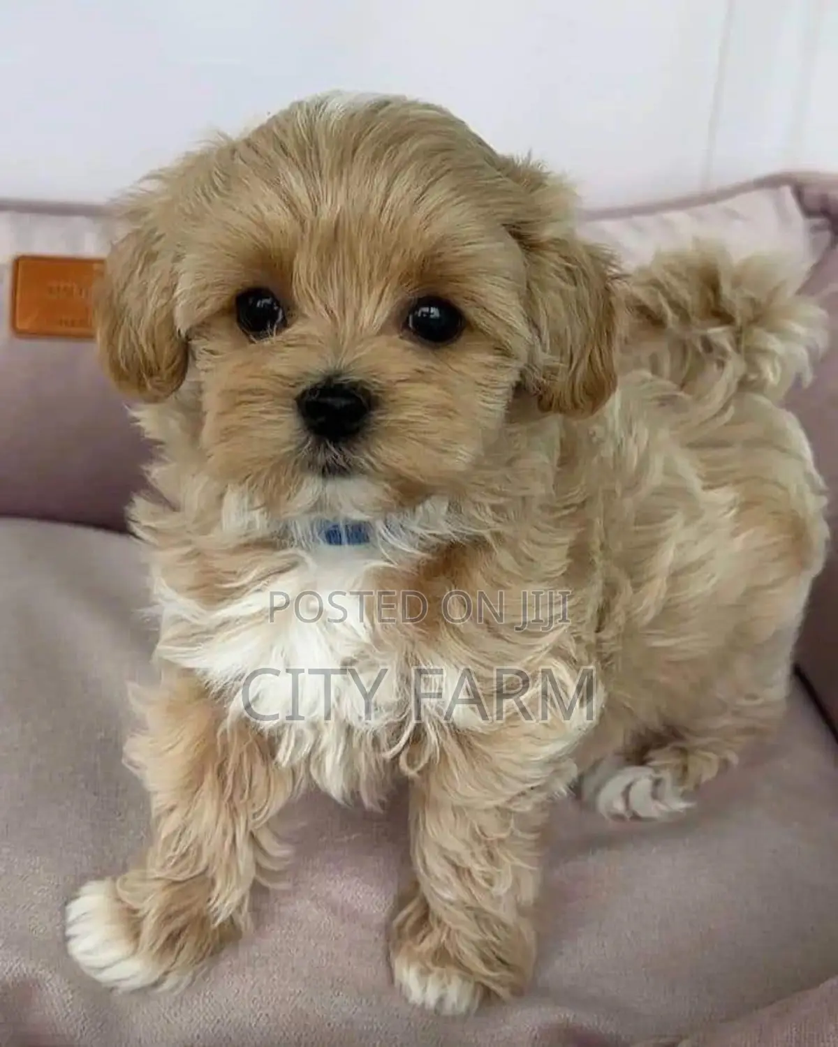 1-3 months Female Purebred Poodle