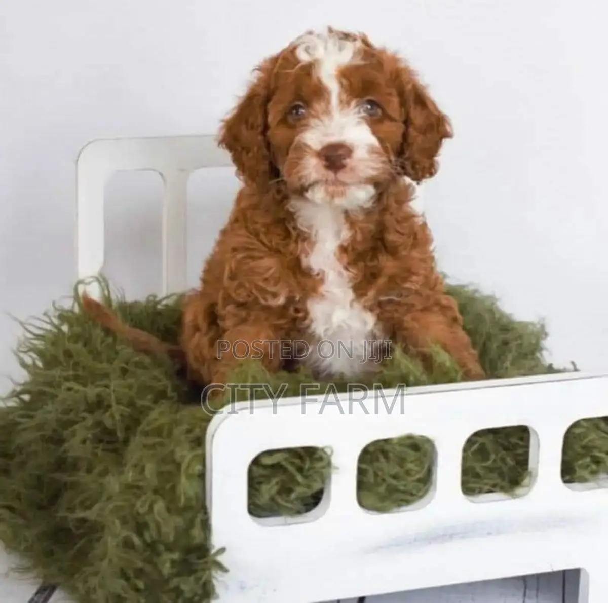 1-3 months Female Purebred Poodle