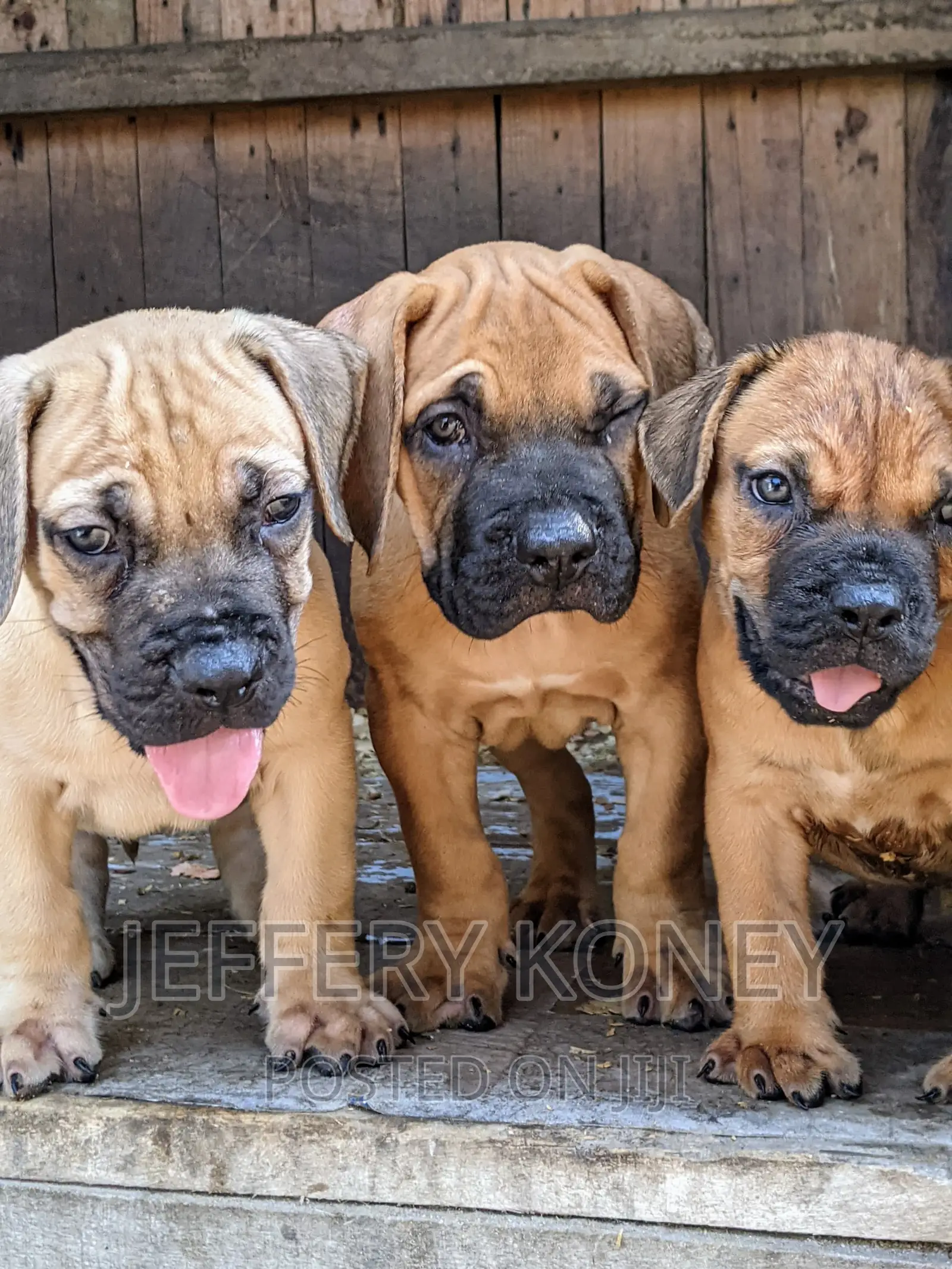 1-3 months Male Purebred Boerboel