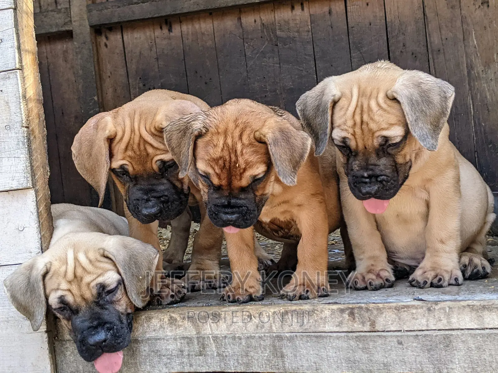1-3 months Male Purebred Boerboel