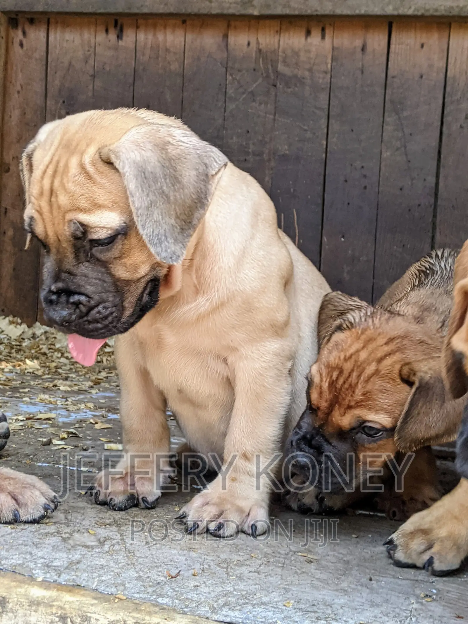 1-3 months Male Purebred Boerboel