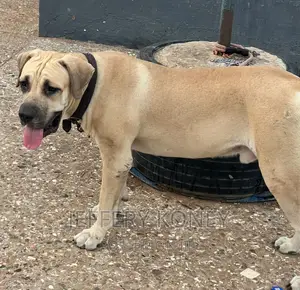 1+ year Male Purebred Boerboel