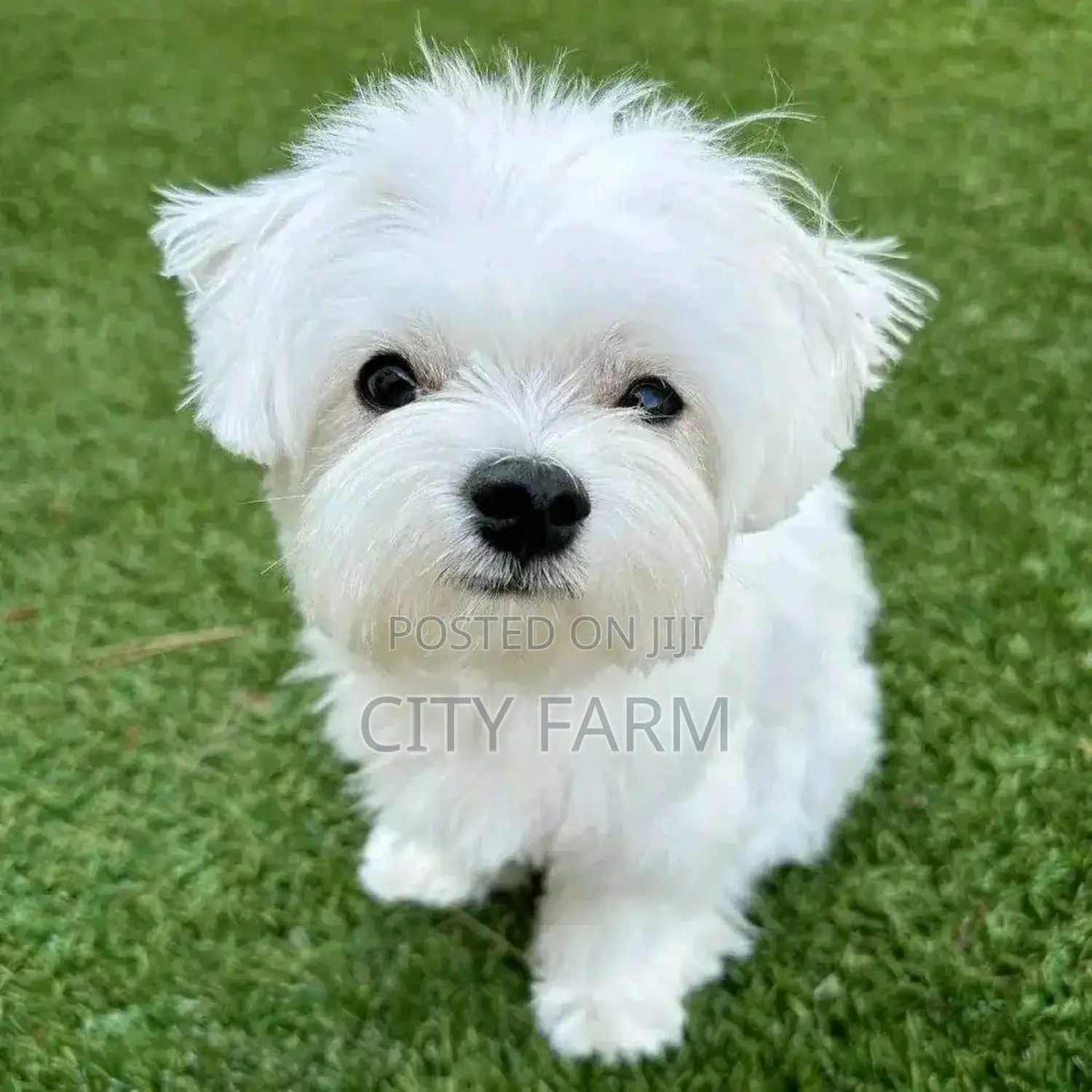 1-3 months Female Purebred Maltese