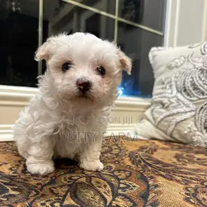 1-3 months Male Mixed Breed Maltese