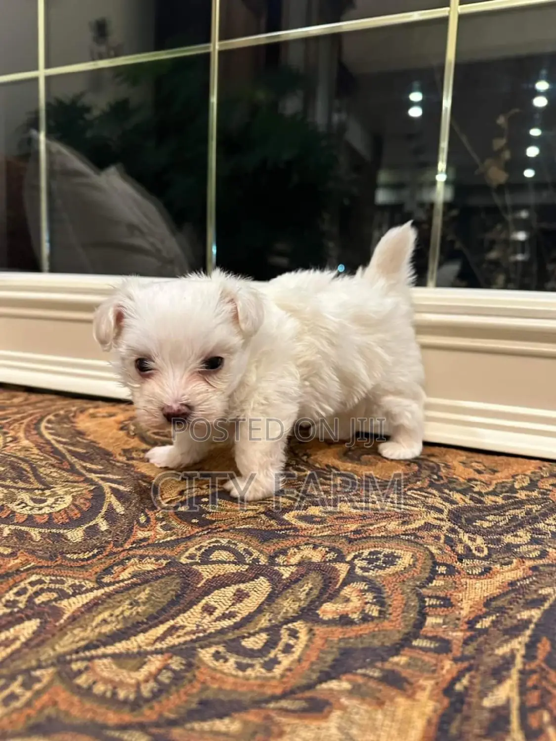 1-3 months Male Purebred Maltese