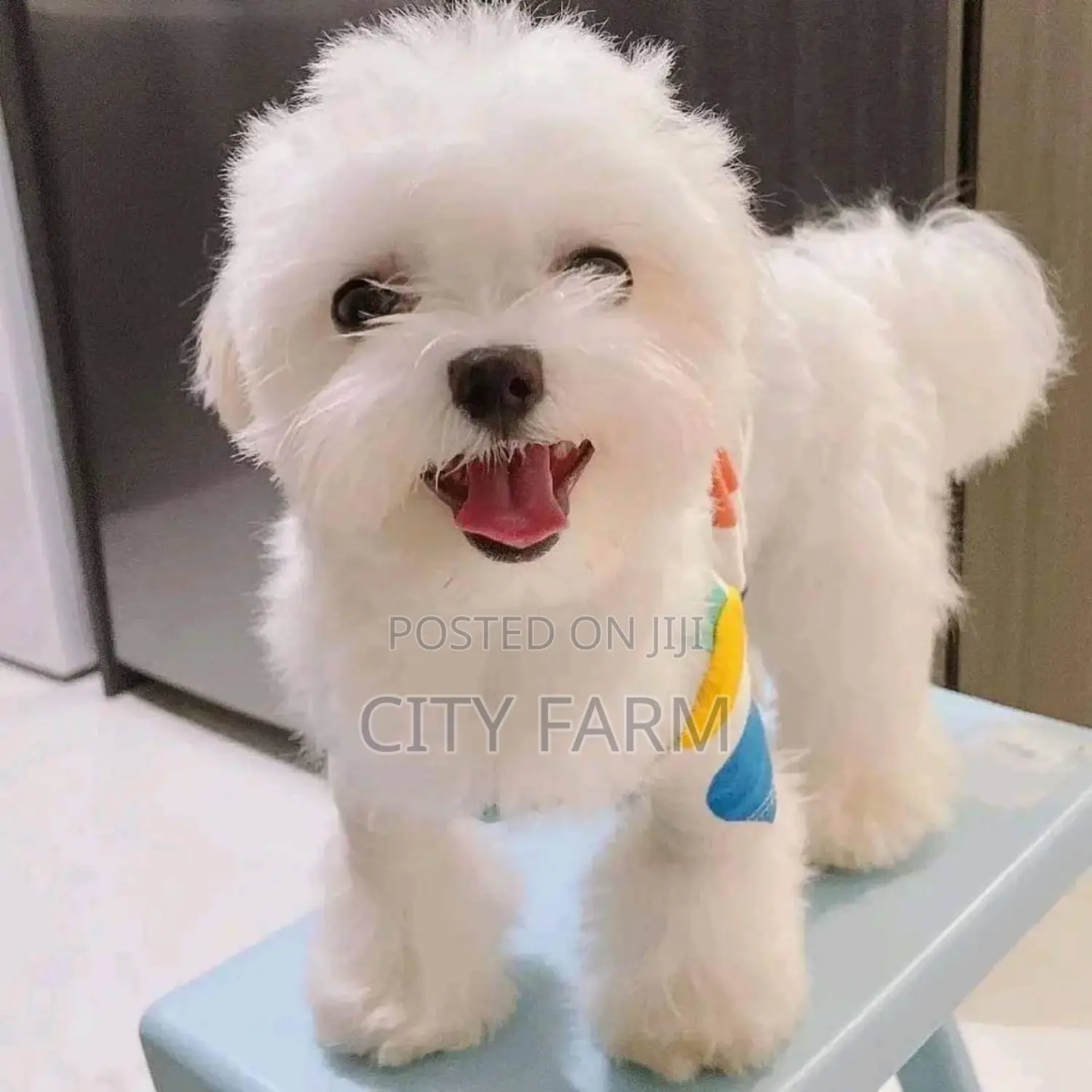 1-3 months Male Purebred Maltese