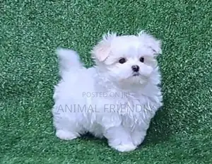 1-3 months Male Purebred Maltese