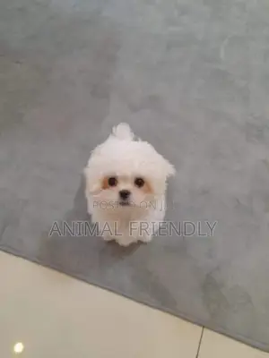 1-3 months Male Purebred Maltese
