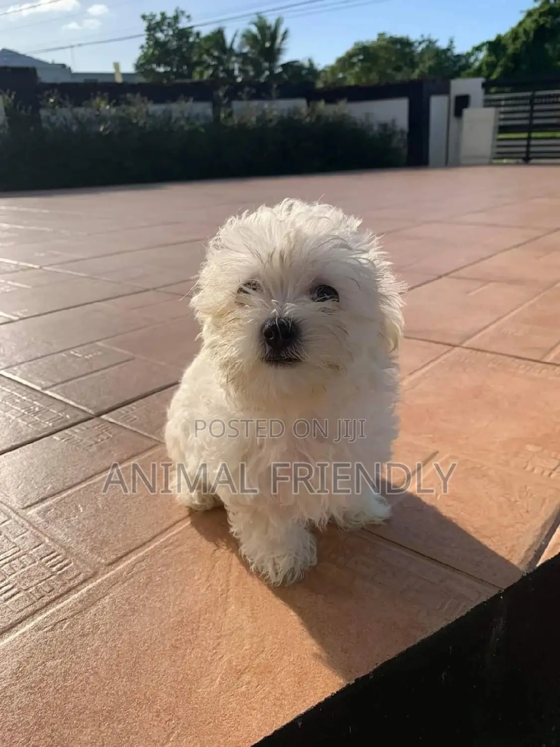 1-3 months Male Purebred Poodle