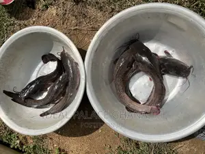 Strong and Neat Catfishes