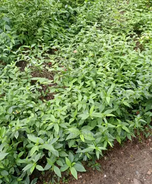 2 Plots of Land at Spintex Manet