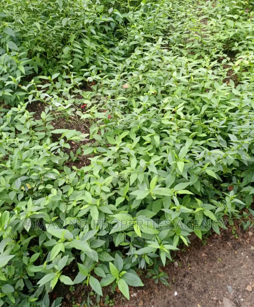 2 Plots of Land at Spintex Manet