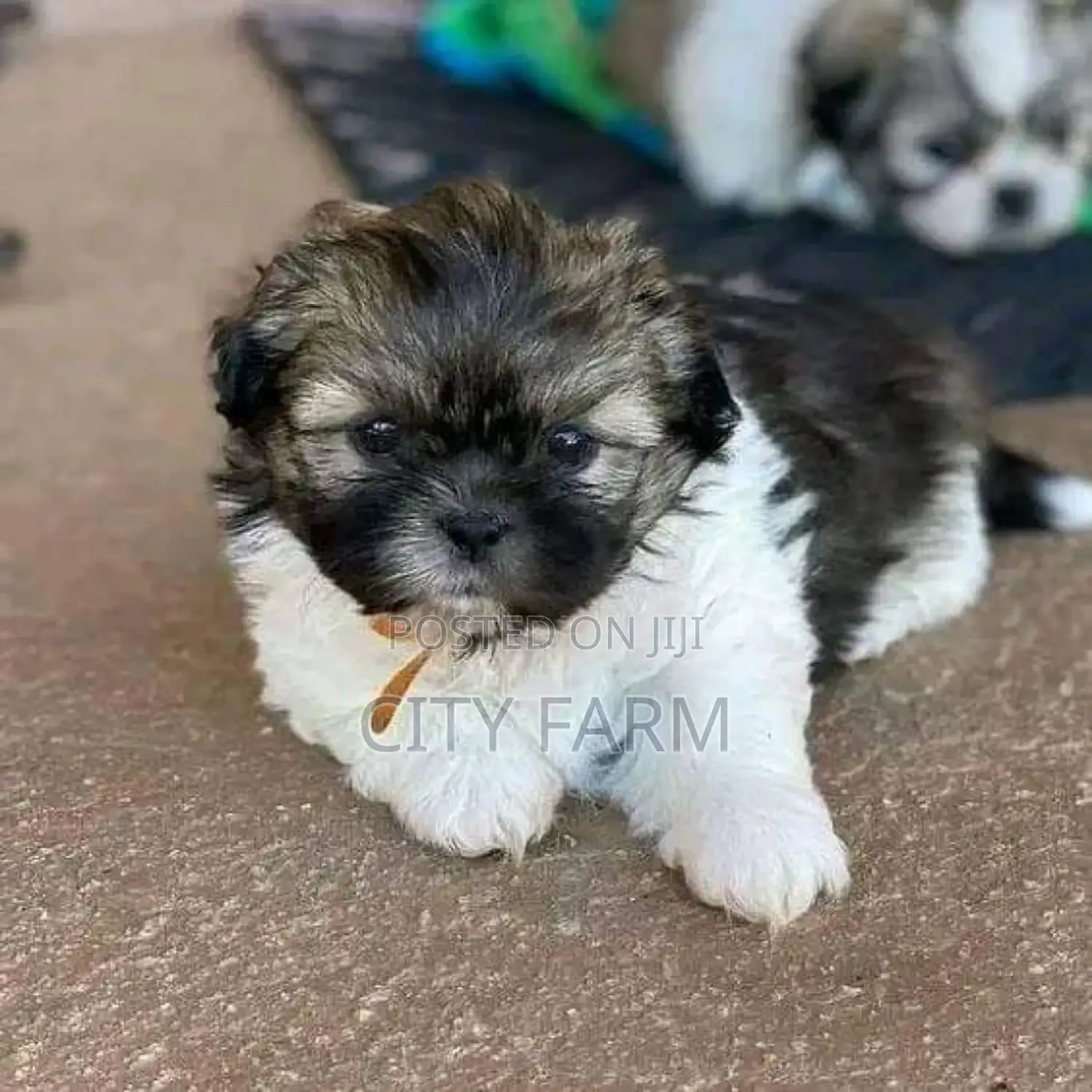 1-3 months Male Purebred Maltese