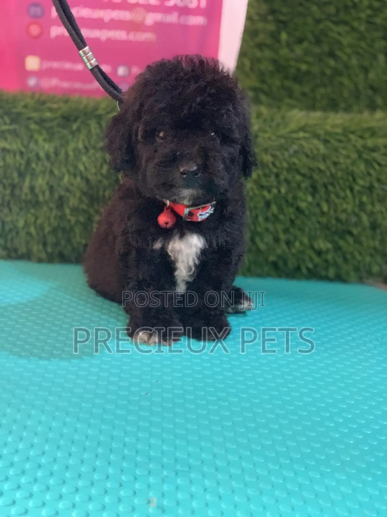 1-3 months Male Purebred Poodle