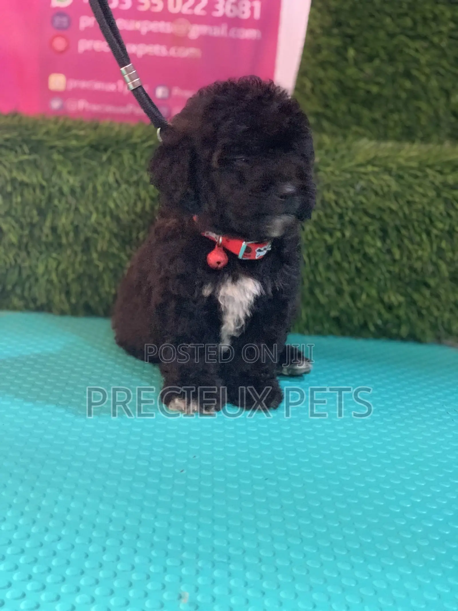 1-3 months Male Purebred Poodle