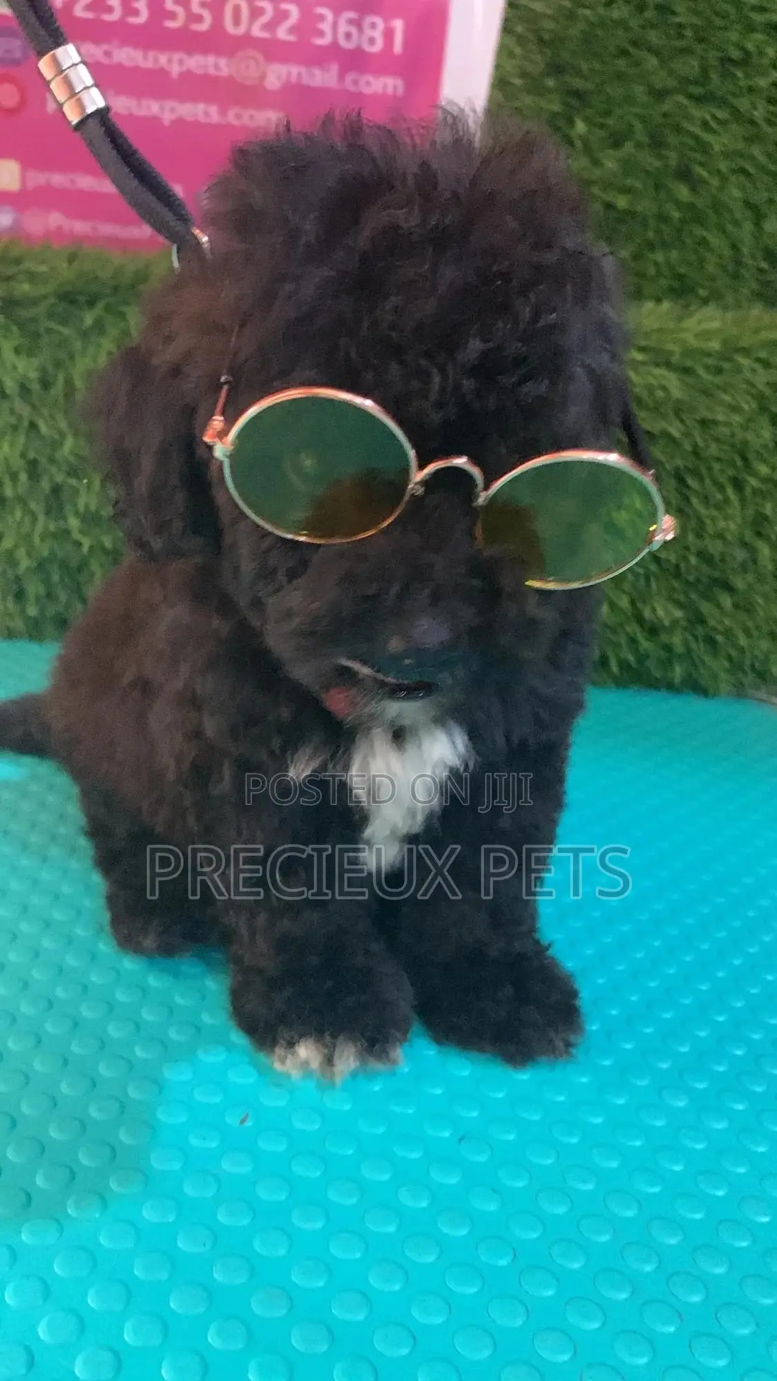 1-3 months Male Purebred Poodle