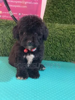 1-3 months Male Purebred Poodle