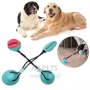 Dog Playing Toys
