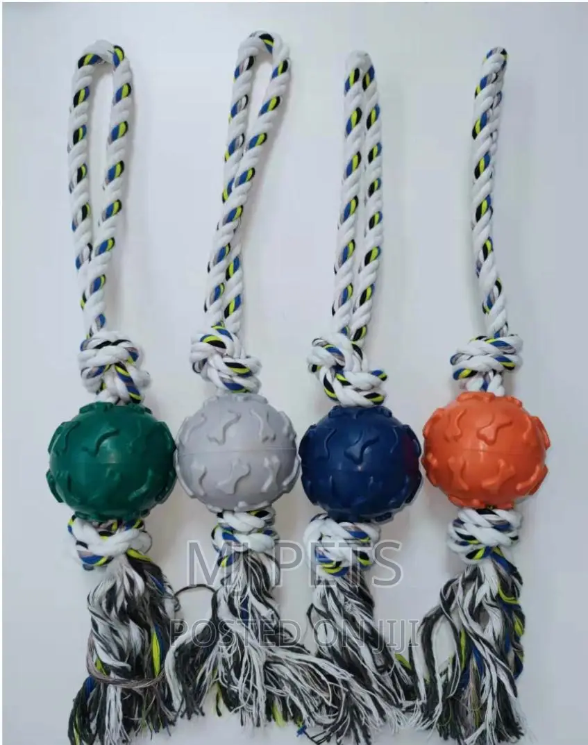 Dog Playing Toys
