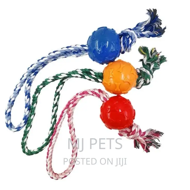 Dog Playing Toys
