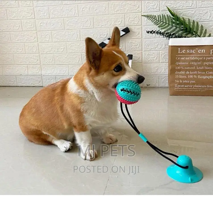 Dog Playing Toys