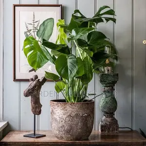 Monstera1 for Sale