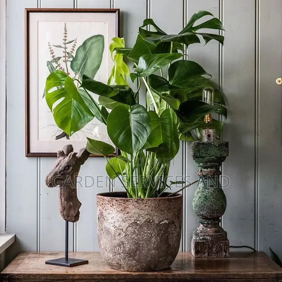Monstera1 for Sale