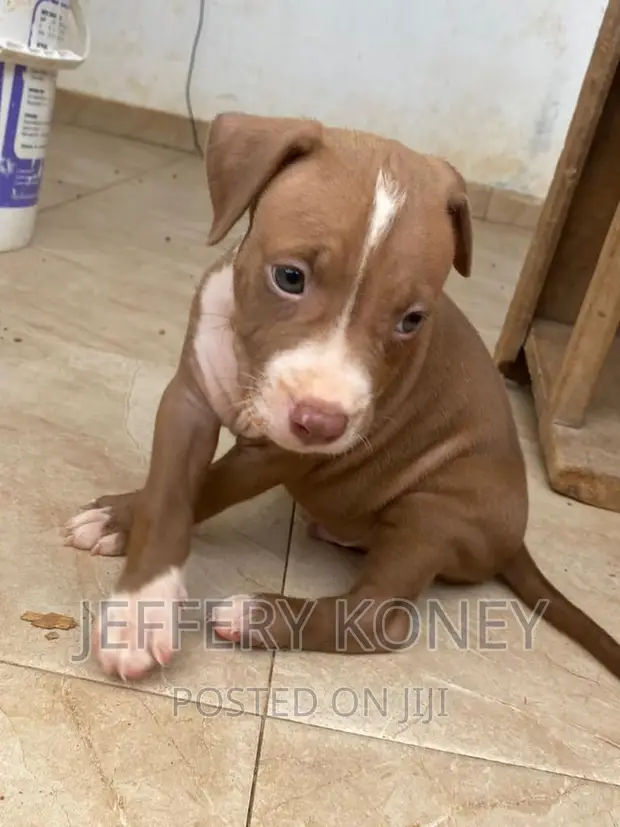 1-3 months Male Purebred American Pit Bull Terrier in Teshie