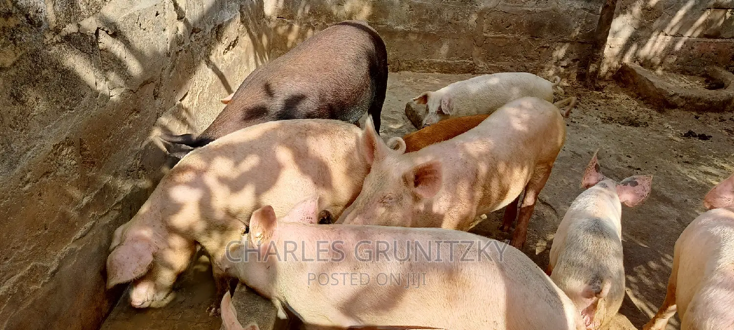 Clean Lean Pigs
