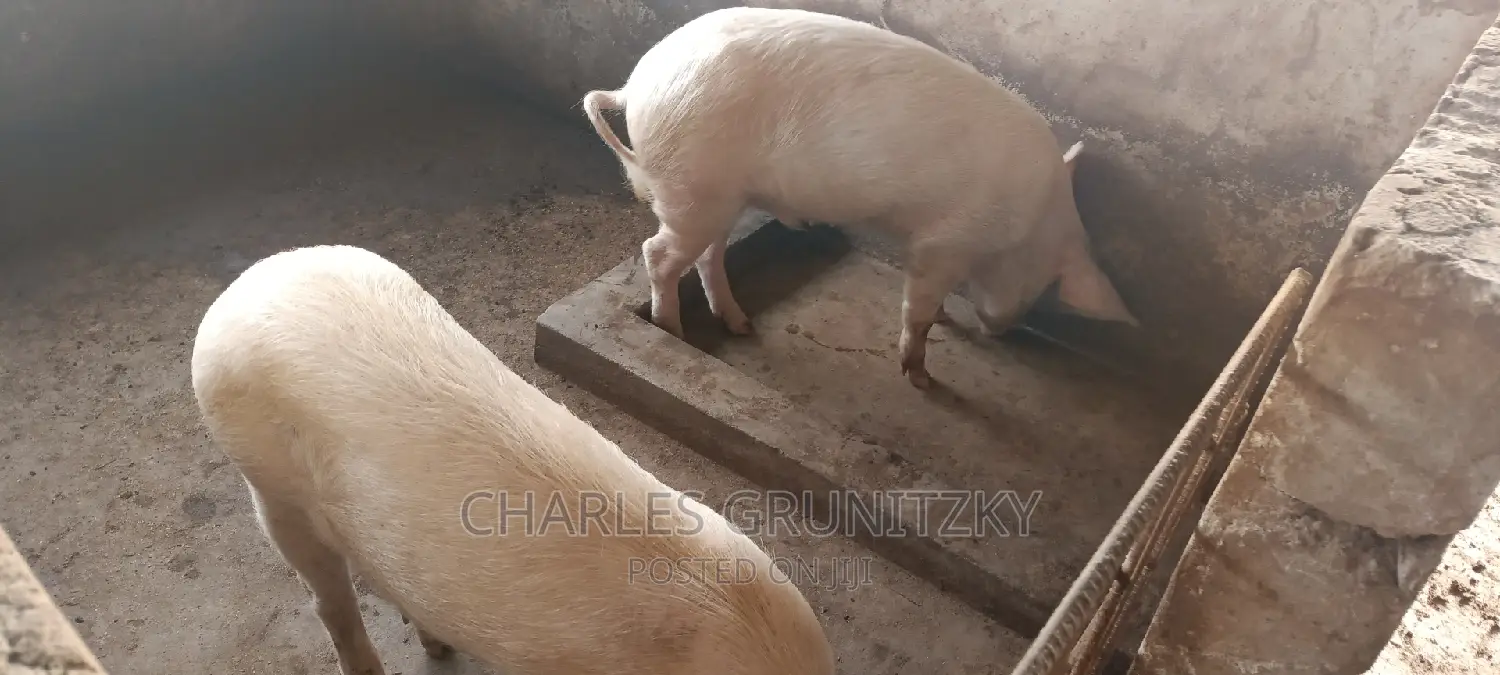Clean Lean Pigs