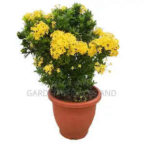 Dwarf Izora’ Yellow