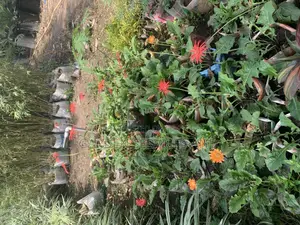 All Kinds of Flowers Available for Sale