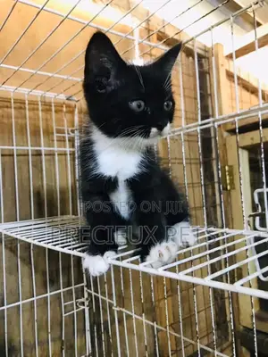 1-3 months Male Mixed Breed Turkish Van