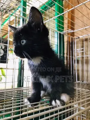 1-3 months Male Mixed Breed Turkish Van