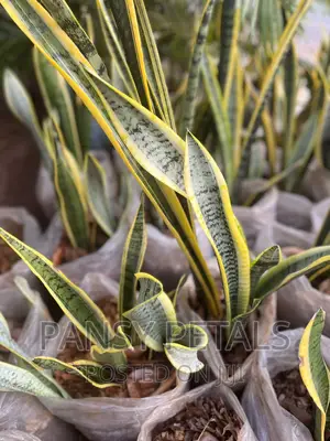 Sanseviera (Snake Plant for Sale)
