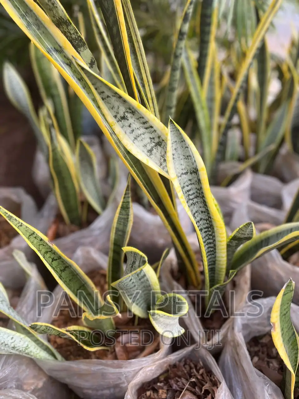 Sanseviera (Snake Plant for Sale)