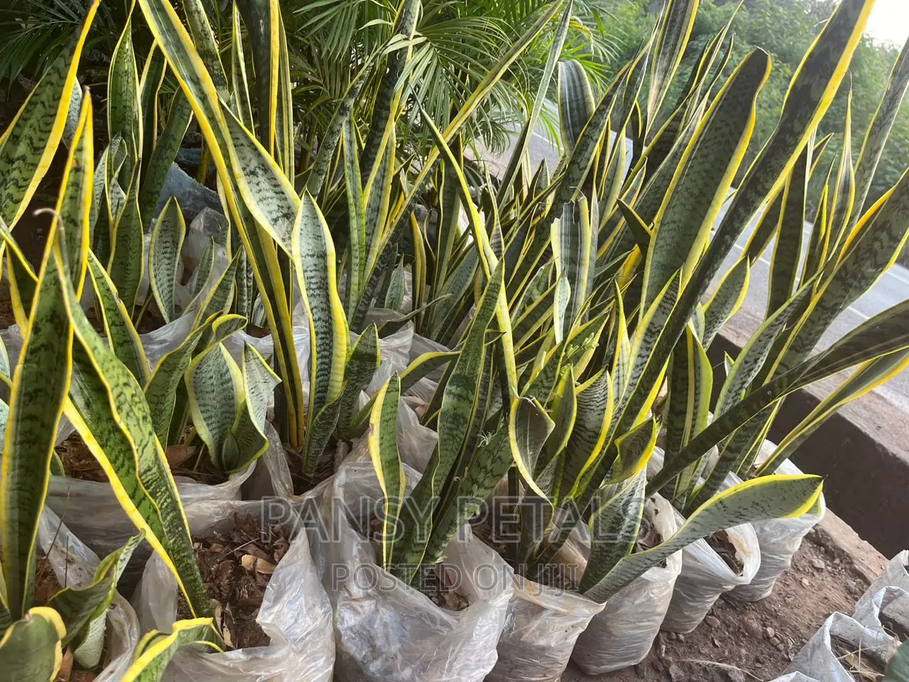 Sanseviera (Snake Plant for Sale)
