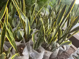 Sanseviera (Snake Plant for Sale)