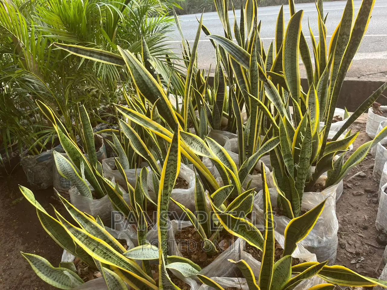 Sanseviera (Snake Plant for Sale)