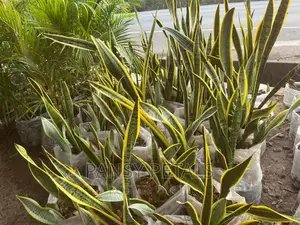 Sanseviera (Snake Plant for Sale)