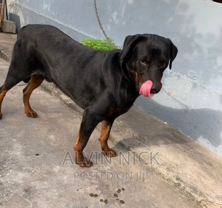 6-12 months Male Purebred Rottweiler