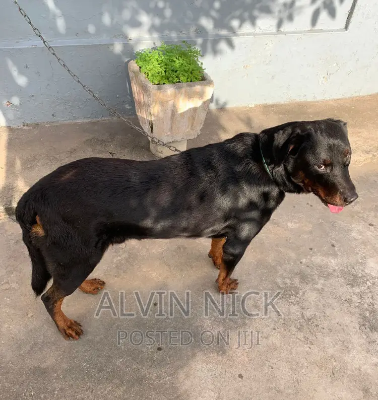 6-12 months Male Purebred Rottweiler