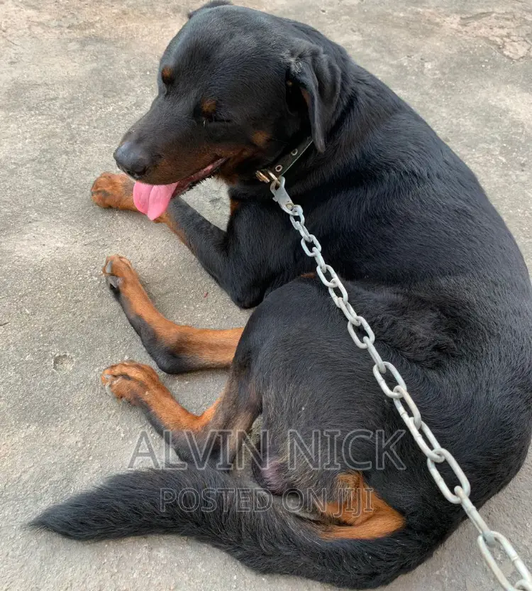 6-12 months Male Purebred Rottweiler