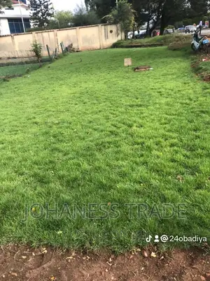 Natural Grass for Sale