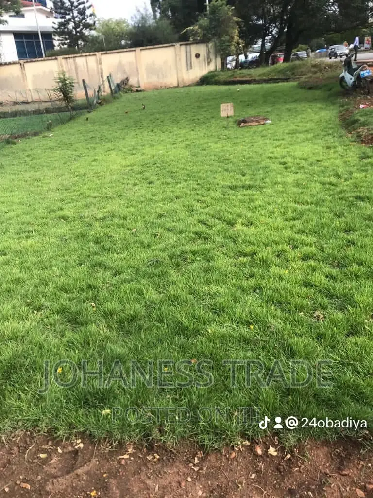 Natural Grass for Sale
