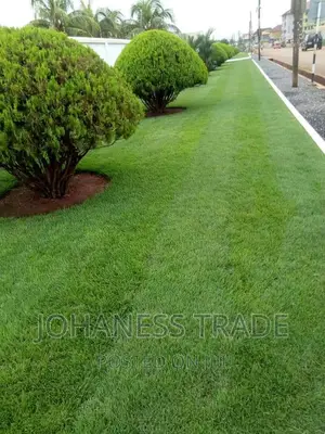 Natural Grass for Sale