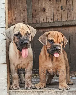 1-3 months Female Purebred Boerboel