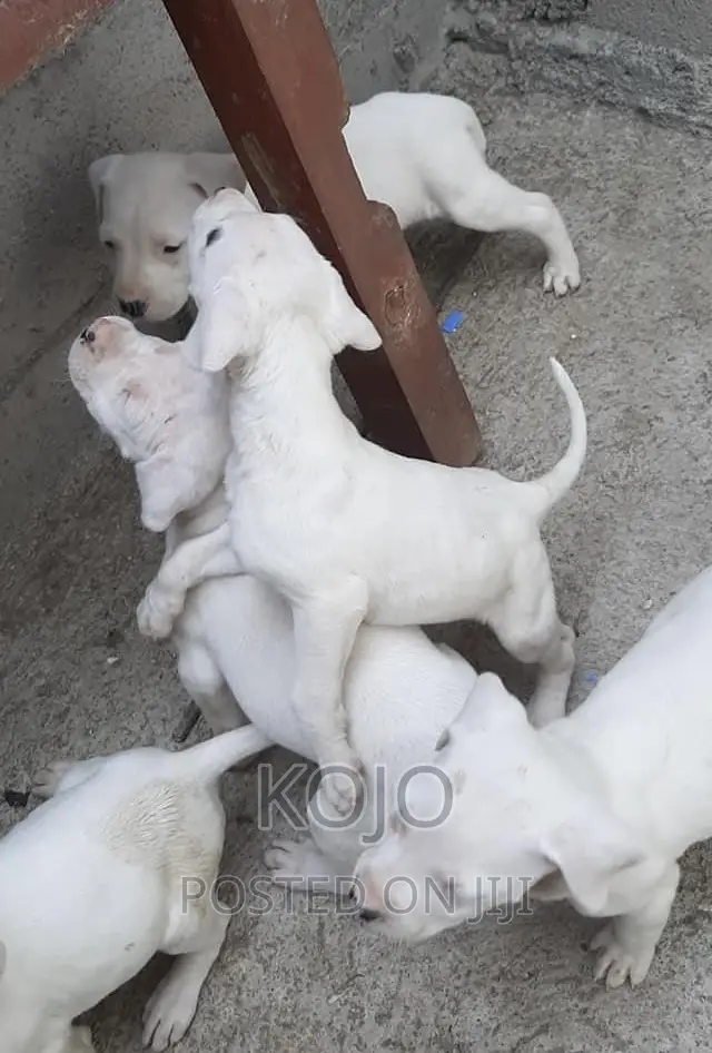 1-3 months Male Purebred Dogo Argentino